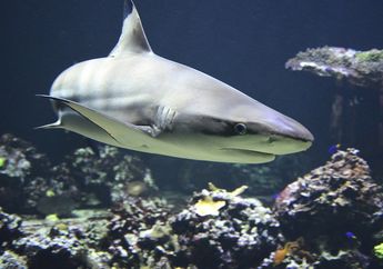 Apa Jadinya Jika Jumah Hiu di Laut Berkurang?