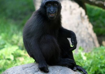 Berkenalan dengan Yaki, Monyet Hitam dari Sulawesi Utara