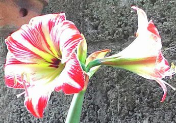 Serba-serbi Bunga Lily