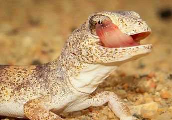 Mengenal Tokek, yuk! Reptil Unik Ini Suka Menjilat Matanya