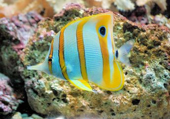 Butterflyfish, Pendeteksi Kesehatan Terumbu Karang yang Unik