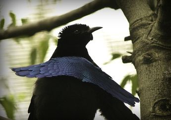 Dianggap Sama, Burung Cendrawasih Spesies Baru ini Memiliki Perbedaan dengan Burung Cendrawasih Kerah