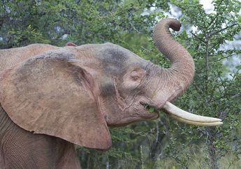 Dijuluki Sebagai Negeri Gajah Putih, Apakah Gajah Putih Memang Ada di Thailand?