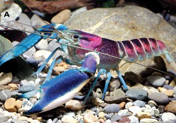 Indonesia Punya Udang Cantik yang Coraknya Seperti Hamparan Galaksi
