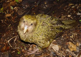 Ternyata, Ada Juga Burung yang Tak Bisa Terbang