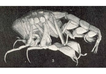 Phronima, Si Galak yang Sayang Anak