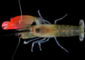 Synalpheus Pinkfloydii, Udang dengan Suara Super Keras
