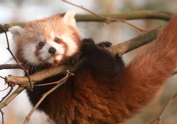 Panda Merah, Bukan Panda Biasa