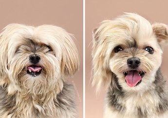 Lucu Banget! 15 Penampilan Anjing Sebelum dan Setelah Potong Rambut Ini Dijamin Bikin Gemas