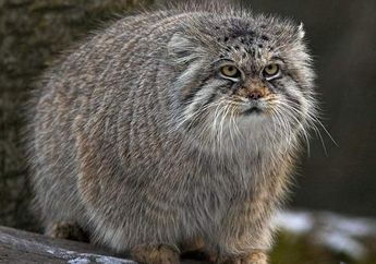 Kucing Unik dan Langka