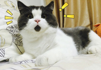 Gemes! 10 Kucing Ini Punya Bulu yang Unik dan Ajaib. Ada yang Kayak Pakai Bando!