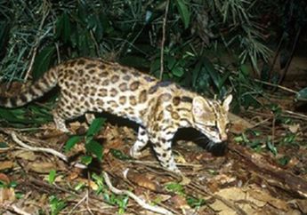 Penemuan Spesies Baru Kucing Liar di Brasil