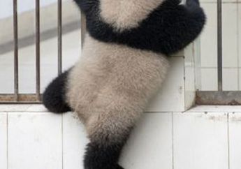 Bayi Panda di China Mencoba Kabur dari Kandang?