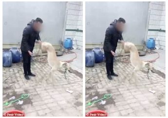 Lagi, Seekor Anjing Disiksa Pemiliknya Hingga Mati, Alasannya Sungguh Tak Manusiawi!