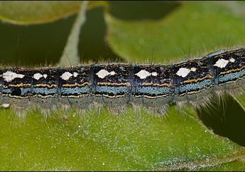 Gatal Karena Ulat Bulu? Jangan Digaruk! Atasi dengan Cara Ini