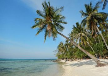 Ingin Menyelam Seru? Ini Dia Lima Tempat Menyelam Kece Di Karimunjawa