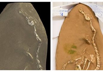 Heboh! Ditemukan Fosil Angsa Bergigi dan Memiliki Cakar! Seperti Ini Gambaran Makhluk 3D-nya