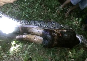 Merinding dan Mengharukan, Ini Lho Mimpi Akbar Sebelum Ditelan Ular Piton