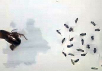 Ngeri! 26 Kecoa Hidup di Dalam Telinga Seorang Pria, Ternyata Ini Penyebabnya