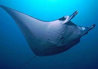 14 Mahluk Laut Ini Enak disantap, Tapi Begini Kondisinya Sekarang