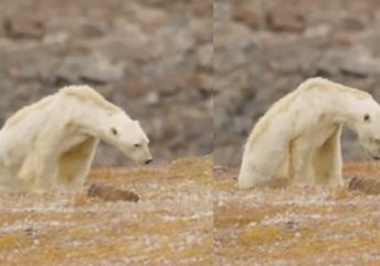 Video Viral Beruang Kutub Kelaparan yang Sampai Bikin Kru Pembuat Film Menangis