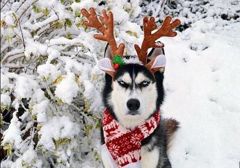 Unik, Merayakan Natal, Ekspresi Anjing Ini Malah Mirip Grinch, Lihat Foto Lainnya