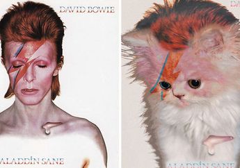 Aww Lucunya! Kucing-kucing Ini Berpose Ala Cover Album Terkenal, yang Terakhir Sangar Abis