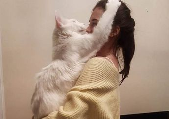 Wow! Semua Orang Pecinta Kucing Ingin Memiliki Kucing Ini, Dia Punya Warna Mata yang LAngka!