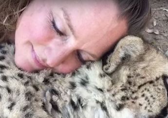 Gila, Wanita Ini Berani Tidur dengan Cheetah, Lihat videonya