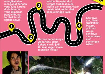 11 Fakta Terkini Akbar Dimangsa Ular Piton, Salah Satunya Bukan Ukuran Terbesar