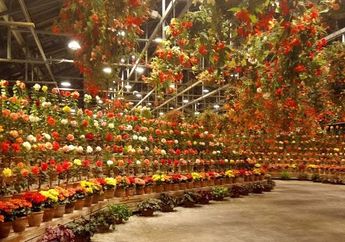 Pesona Nabana No Sato, Taman Bunga Spektakuler di Jepang 