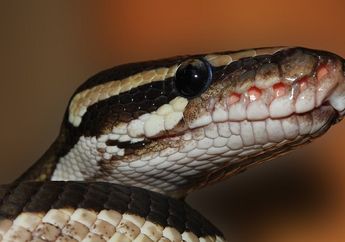 Ngeri Akbar Ditelan Piton, Perempuan Ini Malah Santai Menangkap Piton Besar