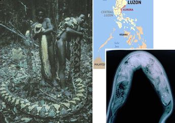 Piton Menyebar di Sulawesi dan Sekitar, Seperempat Penduduk Suku Ini Pernah Diserang Piton