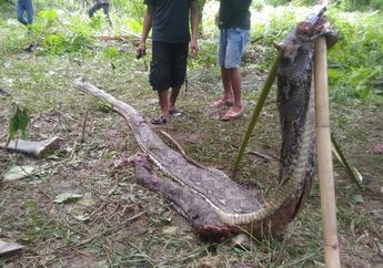 Ini Cara Warga Tetangga Akbar Menangkal Ular Piton Balik Menyerang