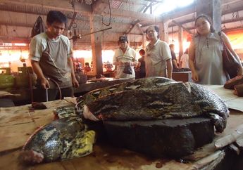 Kini di Sulawesi Ular Piton dan Manusia Saling Santap, Akbar Korban Termutakhir