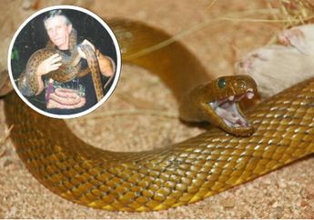 Misterius, Pria Ini Digigit Ular Paling Berbisa Sebanyak 146 Kali Tapi Tak Mati
