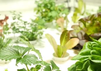  Bayam dan Kangkung Akan Gantikan Lampu LED Untuk Terangi Malam? Simak Penjelasannya!