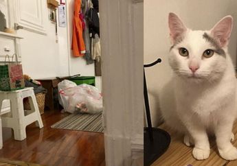 Hebat Banget! Hampir Semua Orang Nggak Bisa Temukan Kucing Imut Ini Saat Bersembunyi! Hayo..Kamu Bisa Nemu Nggak dari Foto-foto Ini?