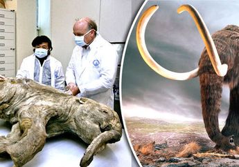 Wow, Kerangka Mammoth Berusia 10.000 Tahun Ini Terjual Seharga Mobi Ferrari!