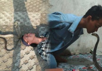 Fakta Soal Syahril Sulthan Tewas Digigit Ular Kobra yang Dirawat Dari Kecil, Doyan Menantang Maut