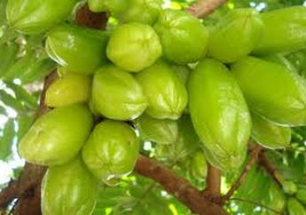 Inilah 5 Manfaat Belimbing Wuluh, Tak Hanya Untuk Bumbu Masakan