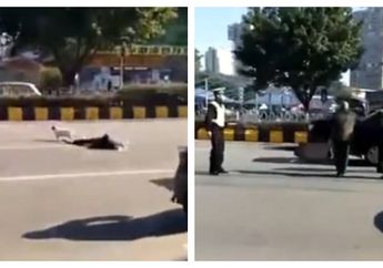 Mirip Hachiko, Anjing Ini Setia Berdiri Menunggu Majikannya yang Telah Meninggal Dunia..