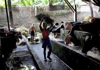 Sebanyak 77 Ekor Sapi Peliharaannya Mati, Seorang Peternak Salahkan Pemerintahnya