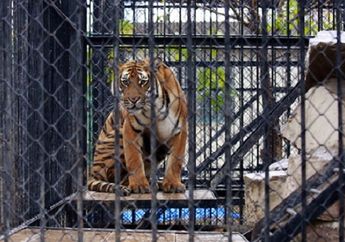 Niatnya Membersihkan Kandang, Penjaga Kebun Binatang Tewas Diterkam Harimau