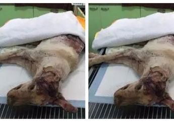 Begitu Memprihatinkan, Anjing Malang Ini Memiliki 70 Luka Tusukan Pisau di Sekujur Tubuhnya