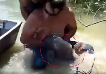 Sampai Blusukan di Akar Pohon, Tak Disangka Pria Ini Tangkap Ikan Lele Ukuran Raksasa