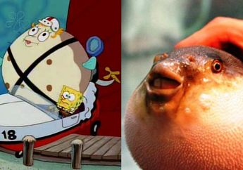 Jepang Kini Mulai Melirik "Mrs. Puff" si Guru Mengemudi Spongebob Sebagai Komoditas Makanan Mewah nan Lezat, Nggak Takut Beracun tuh?