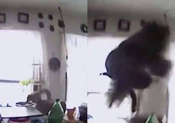 VIDEO: Polisi Diterjang Oleh Penyusup Rumah yang Tidak Biasa, Hewan Apa Itu?