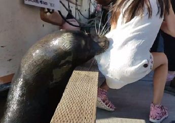 VIDEO: Lagi Asik Main di Pelabuhan, Seorang Gadis Cilik Hampir Tenggelam Diseret Singa Laut