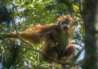 Sedih Banget, 5 Hewan Ini Diperkirakan Akan Benar-benar Punah di Tahun 2018